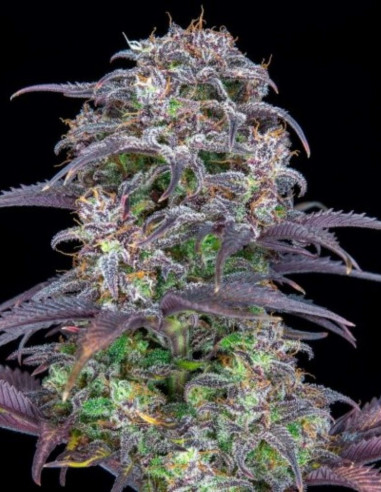 BlueBerry Auto Feminized (FastBuds)-FastBuds-GnomesGarden