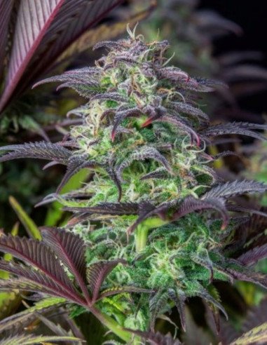 BlueBerry Auto Feminizowane (FastBuds)