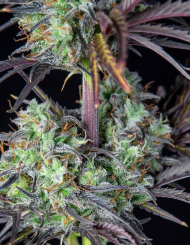 Mimosa Cake Auto Feminized (FastBuds)-FastBuds-GnomesGarden