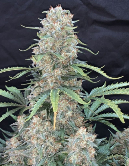 Afghan Kush Auto Feminized (FastBuds)-FastBuds-GnomesGarden