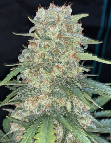 Afghan Kush Auto Feminized (FastBuds)-FastBuds-GnomesGarden