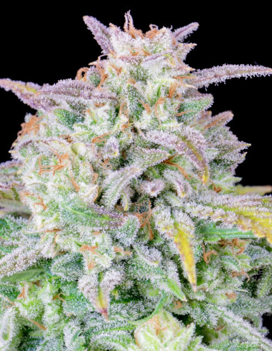 Afghan Kush Auto Feminized (FastBuds)-FastBuds-GnomesGarden