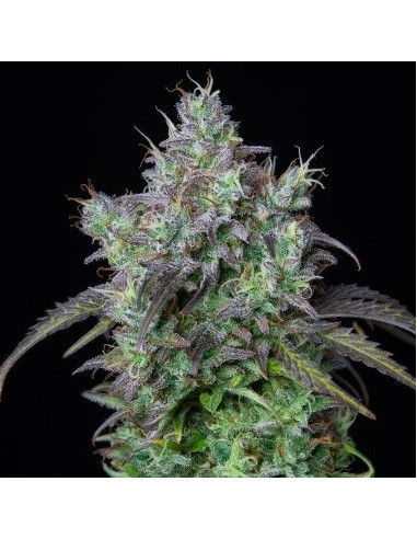 Big Bud Auto Feminized (FastBuds)-FastBuds-GnomesGarden