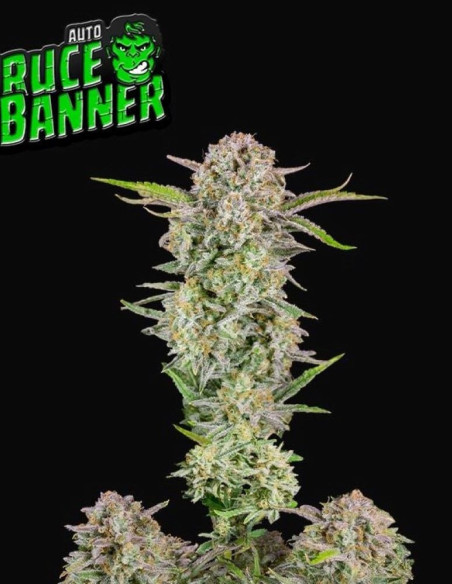 Bruce Banner Auto Feminized (FastBuds)-FastBuds-GnomesGarden