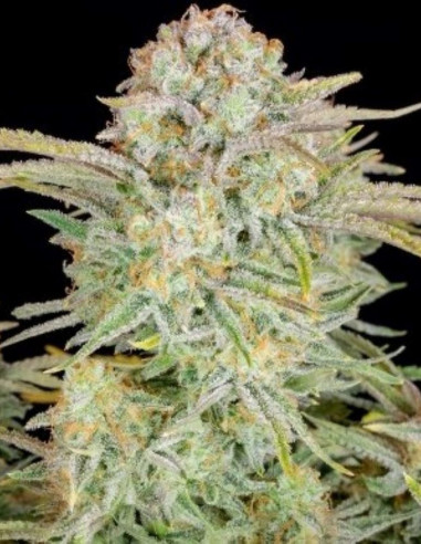 Bruce Banner Auto Feminized (FastBuds)-FastBuds-GnomesGarden