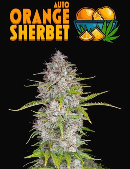 Orange Sherbet Auto Feminizowane (FastBuds)-FastBuds-GnomesGarden
