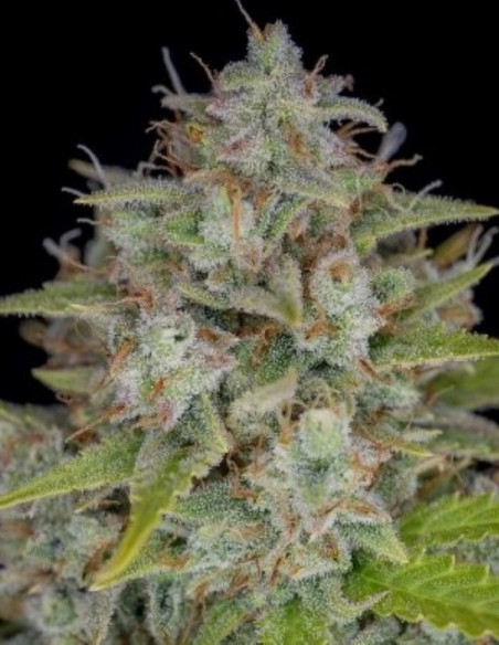 Orange Sherbet Auto Feminizowane (FastBuds)-FastBuds-GnomesGarden