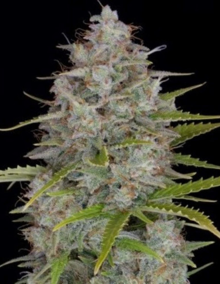 Orange Sherbet Auto Feminizowane (FastBuds)-FastBuds-GnomesGarden