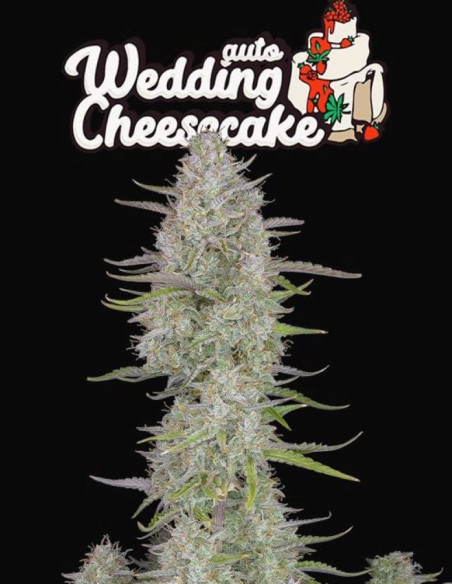 Wedding Cheesecake Auto Feminized (FastBuds)-FastBuds-GnomesGarden