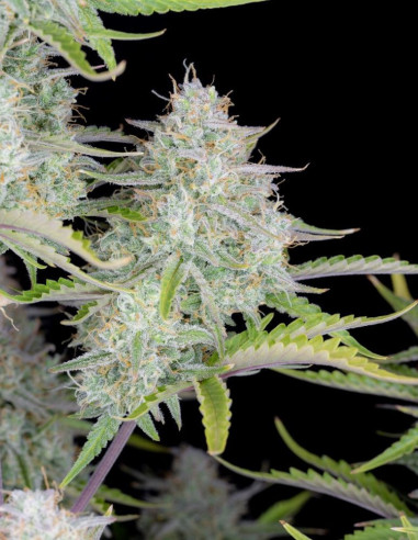 Wedding Cheesecake Auto Feminized (FastBuds)-FastBuds-GnomesGarden