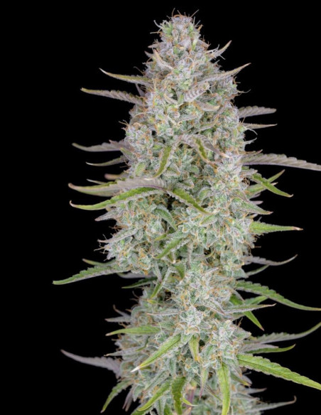 Wedding Cheesecake Auto Feminized (FastBuds)-FastBuds-GnomesGarden