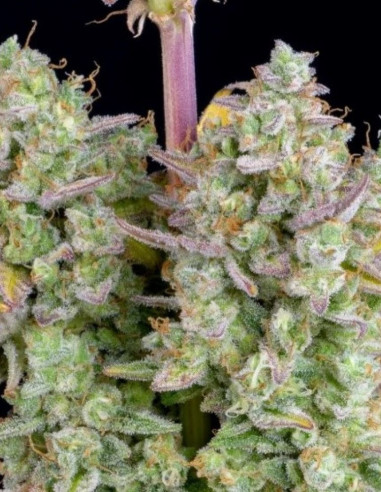 Wedding Cheesecake Auto Feminized (FastBuds)-FastBuds-GnomesGarden