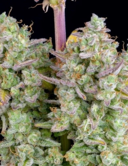 Wedding Cheesecake Auto Feminized (FastBuds)-FastBuds-GnomesGarden