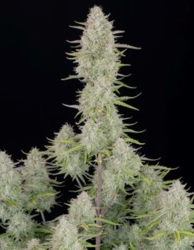 Wedding Cheesecake Auto Feminized (FastBuds)-FastBuds-GnomesGarden