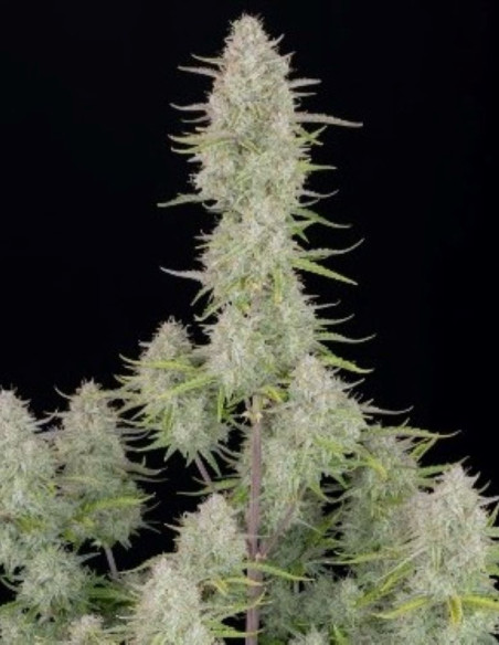 Wedding Cheesecake Auto Feminized (FastBuds)-FastBuds-GnomesGarden