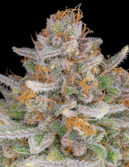 Strawberry Pie Auto Feminized (FastBuds)-FastBuds-GnomesGarden