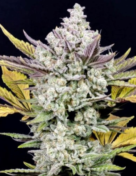 Gorilla Cookies Auto Feminizowane (FastBuds)-FastBuds-GnomesGarden