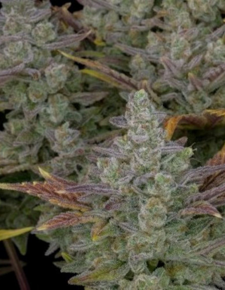 Gorilla Cookies Auto Feminizowane (FastBuds)-FastBuds-GnomesGarden