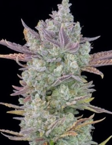 Cookies Auto Feminizowane (FastBuds)-FastBuds-GnomesGarden