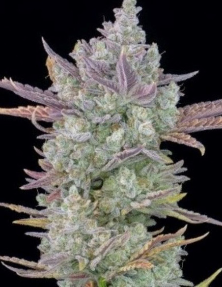 Gorilla Cookies Auto Feminizowane (FastBuds)-FastBuds-GnomesGarden