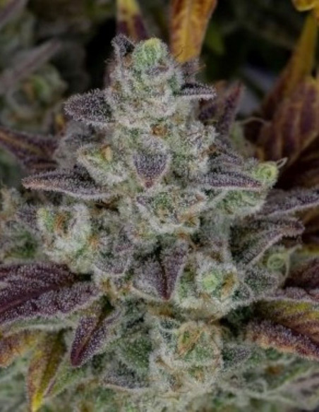 Gorilla Cookies Auto Feminizowane (FastBuds)-FastBuds-GnomesGarden