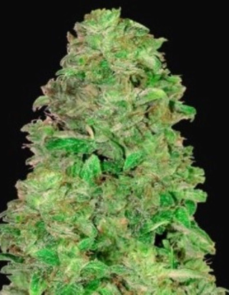 CBD Auto 20:1 Feminizowane (FastBuds)-FastBuds-GnomesGarden