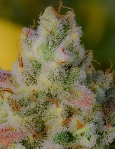 Gelato Auto Feminized (FastBuds)-FastBuds-GnomesGarden