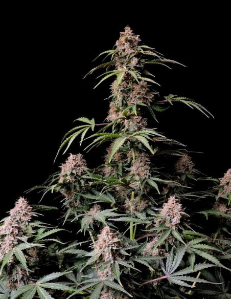 Amnesia Zkittlez Auto Feminizowane (FastBuds)-FastBuds-GnomesGarden