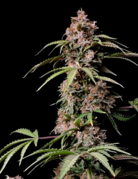 Amnesia Zkittlez Auto Feminizowane (FastBuds)-FastBuds-GnomesGarden