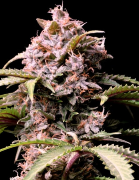 Amnesia Zkittlez Auto Feminizowane (FastBuds)-FastBuds-GnomesGarden