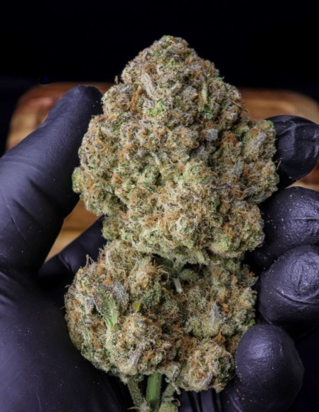 Auto Strawberry Gorilla Feminized (Fast Buds)-FastBuds-GnomesGarden