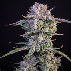 Auto Gorilla Strawberry (Fast Buds)