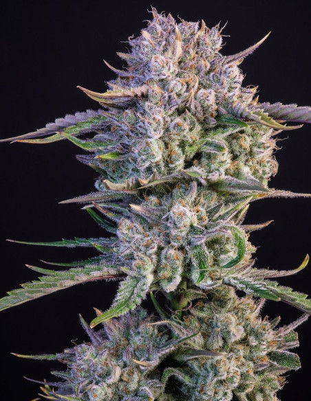 Auto Gorilla Strawberry (Fast Buds)-FastBuds-GnomesGarden