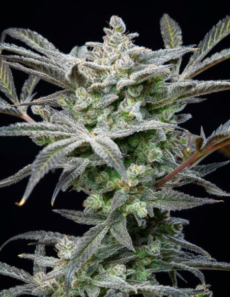 Auto Strawberry Gorilla Feminized (Fast Buds)-FastBuds-GnomesGarden