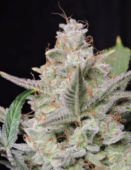Auto Gorilla Strawberry (Fast Buds)-FastBuds-GnomesGarden
