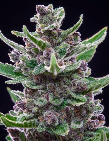 Tropicana Cookies Auto Feminizowane (Fast Buds)