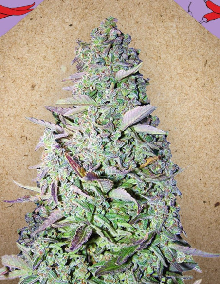 Purple Maroc Feminized (Female Seeds)-Female Seeds-GnomesGarden