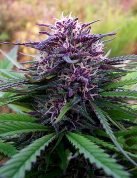 Purple Maroc Feminized (Female Seeds)-Female Seeds-GnomesGarden