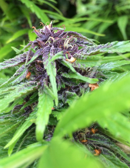 Purple Maroc Feminized (Female Seeds)-Female Seeds-GnomesGarden