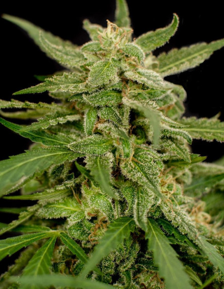 Easy Sativa Feminized (Female Seeds)-Female Seeds-GnomesGarden