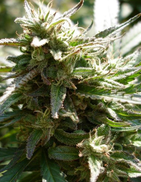 Easy Sativa Feminized (Female Seeds)-Female Seeds-GnomesGarden
