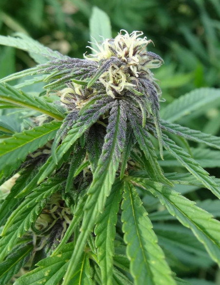 Easy Sativa Feminized (Female Seeds)-Female Seeds-GnomesGarden