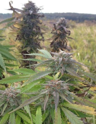 Easy Sativa Feminized (Female Seeds)-Female Seeds-GnomesGarden