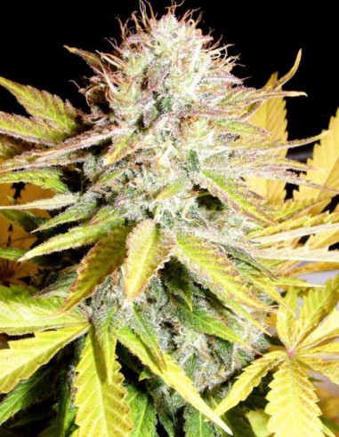 Lemon Kush Feminizowane (Female Seeds)-Female Seeds-GnomesGarden