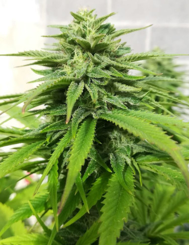 Pure AK Feminized (Female Seeds)-Female Seeds-GnomesGarden