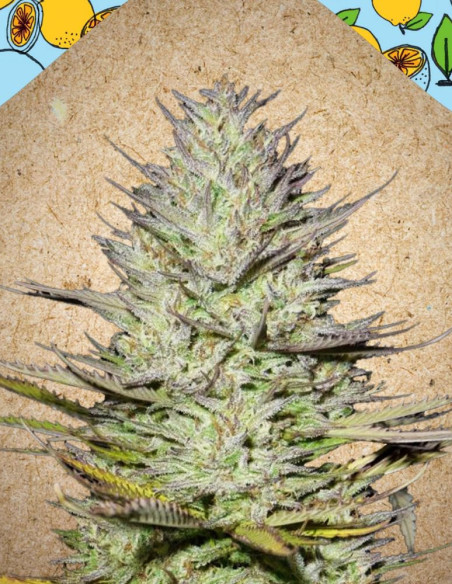 Outdoor Grapefruit Feminizowane (Female Seeds)-Female Seeds-GnomesGarden