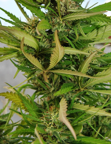 Outdoor Grapefruit Feminizowane (Female Seeds)-Female Seeds-GnomesGarden