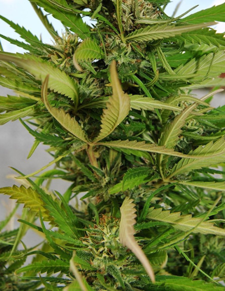 Outdoor Grapefruit Feminizowane (Female Seeds)-Female Seeds-GnomesGarden