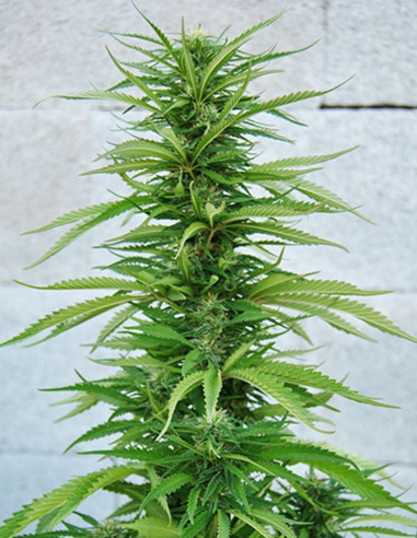 Outdoor Grapefruit Feminized (Female Seeds)-Female Seeds-GnomesGarden