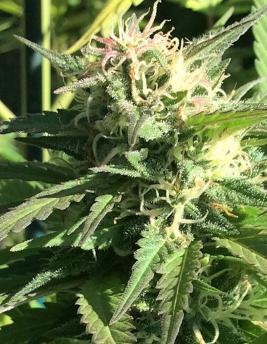 Outdoor Grapefruit Feminized (Female Seeds)-Female Seeds-GnomesGarden